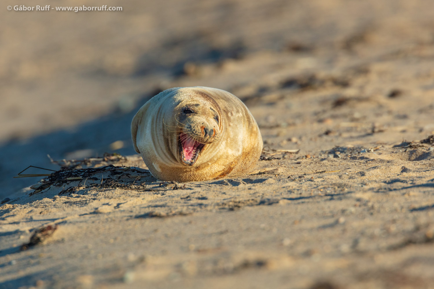 Gray Seal