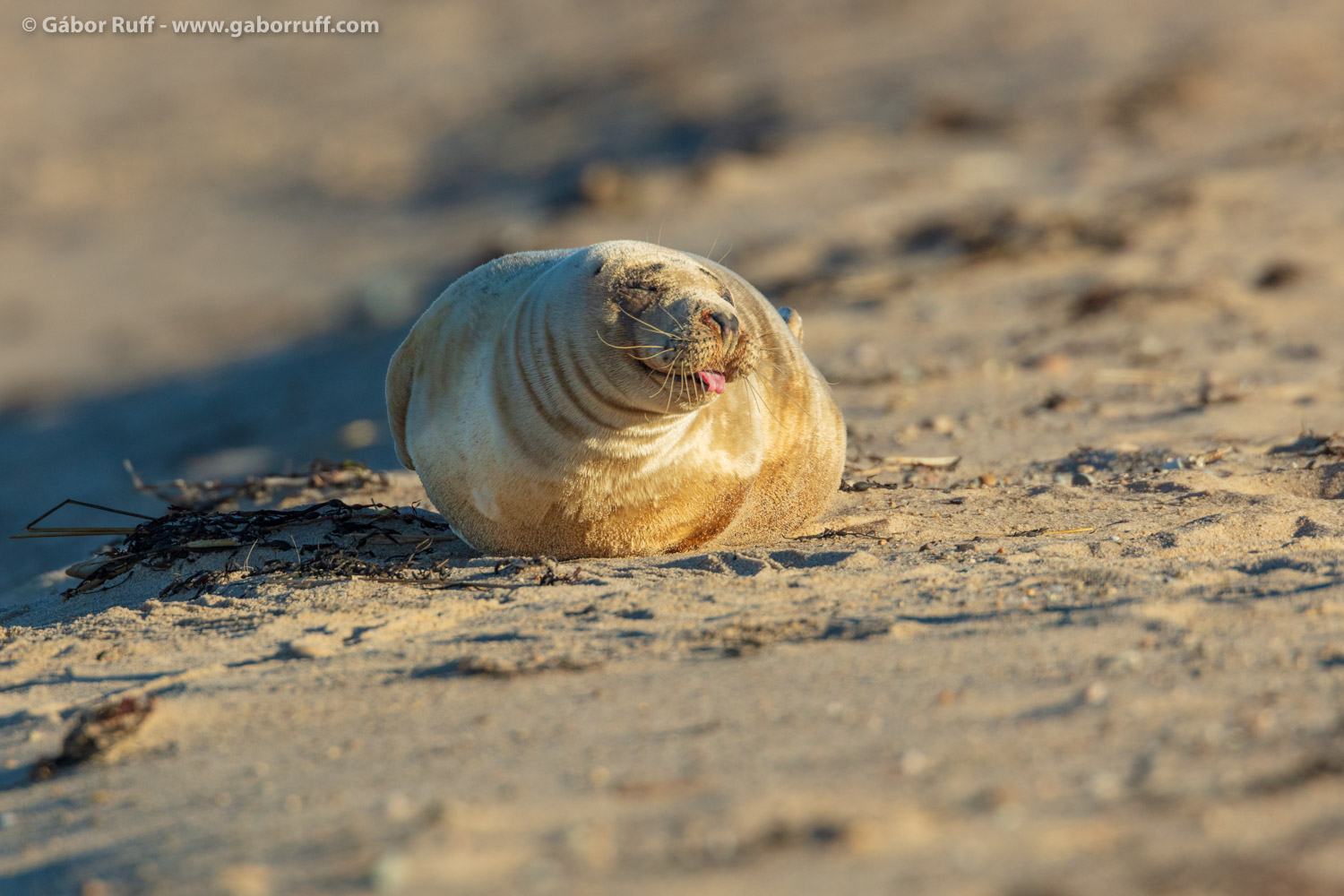 Gray Seal