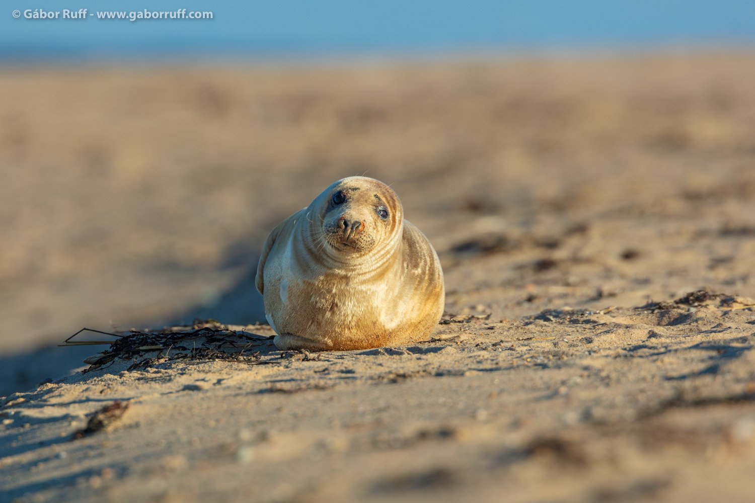 Gray Seal