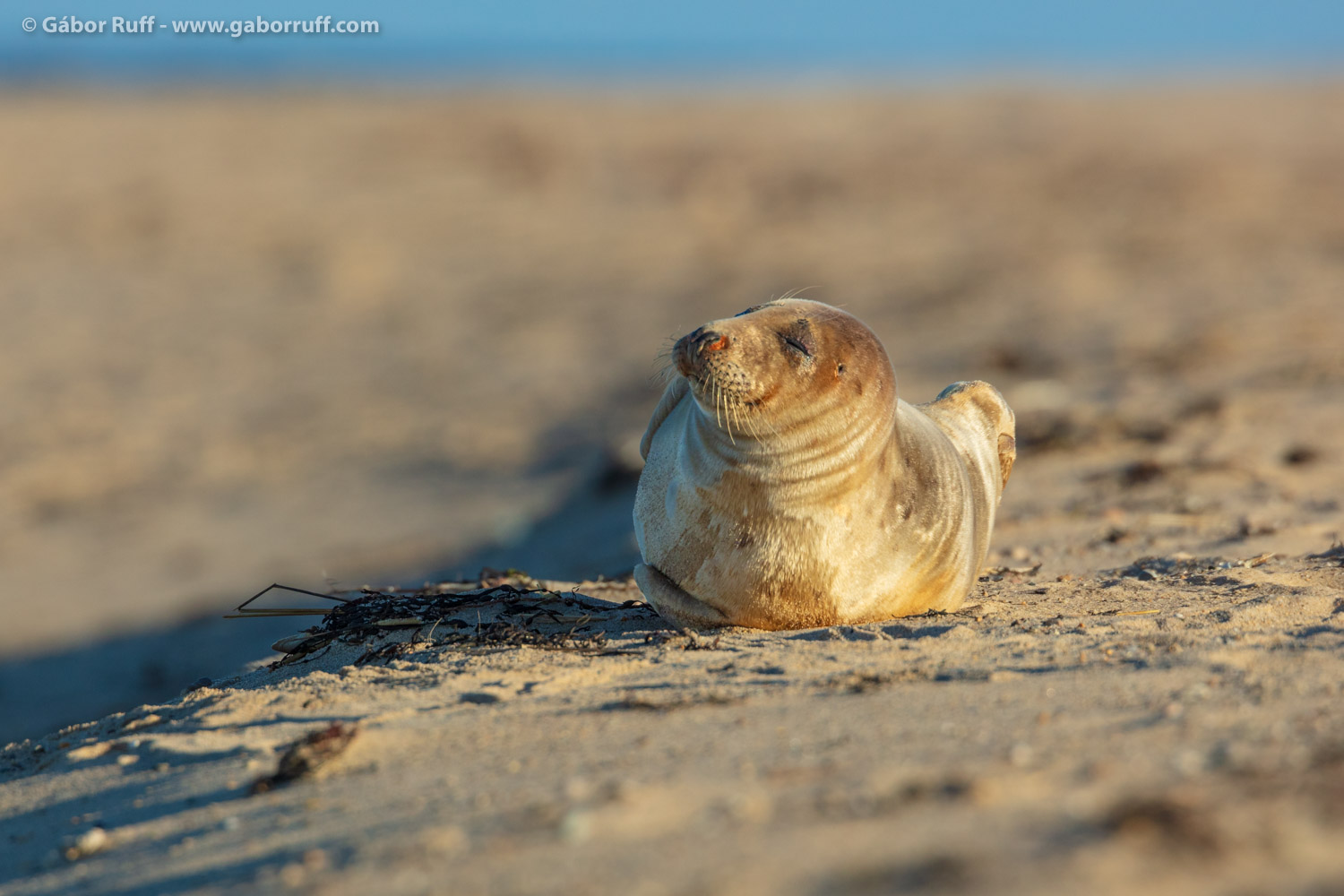 Gray Seal