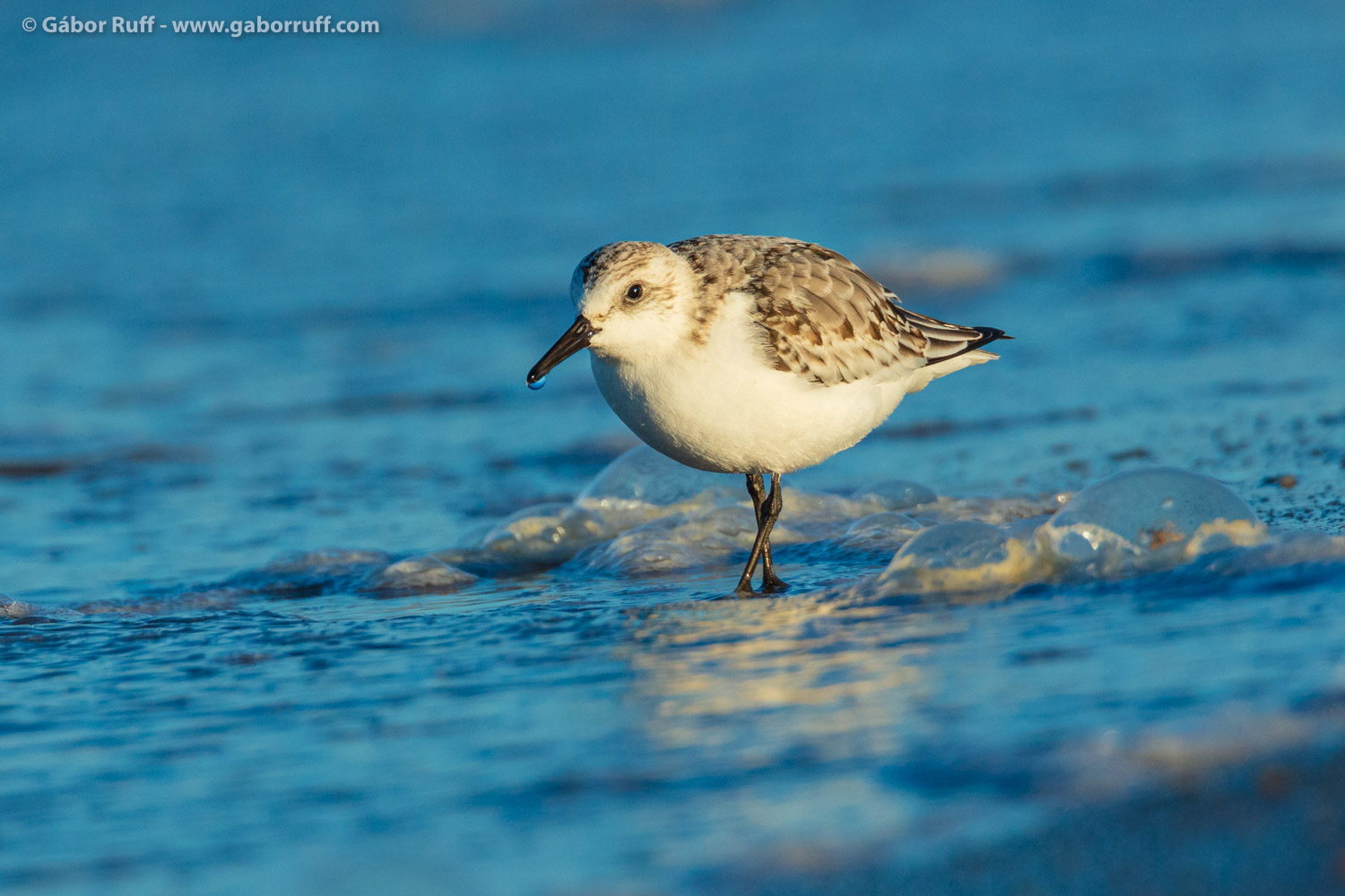 Sanderling