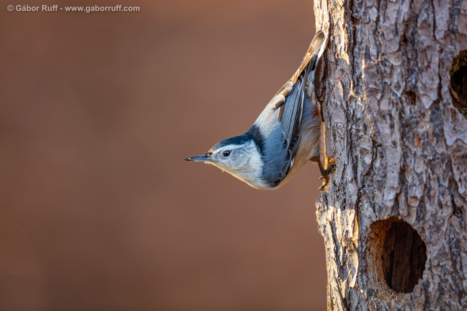 White-breasted Nuthatch