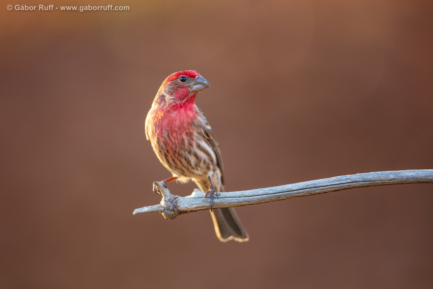 House Finch