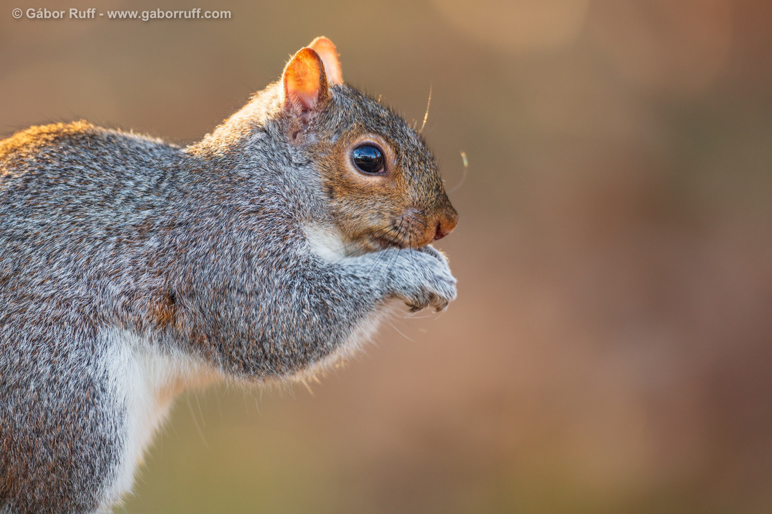 Eastern Gray Squirrel