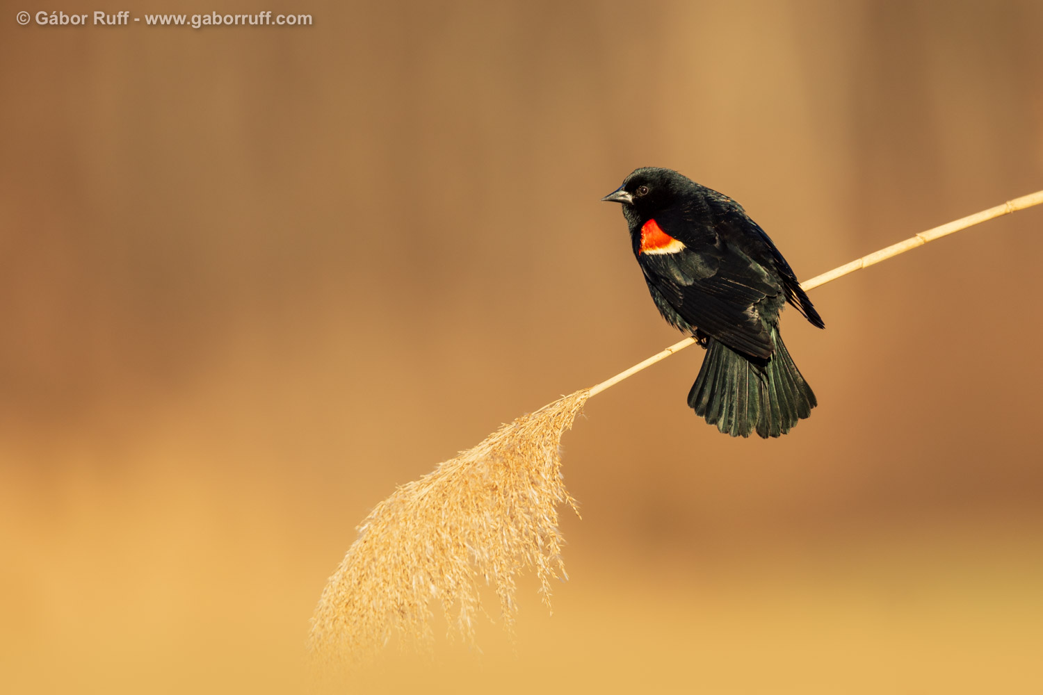 Red-winged Blackbird