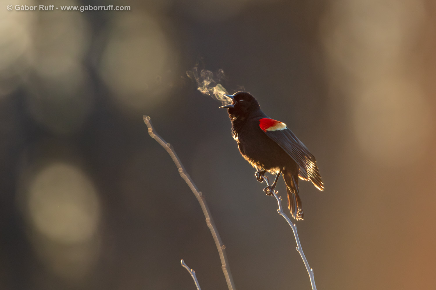 Red-winged Blackbird