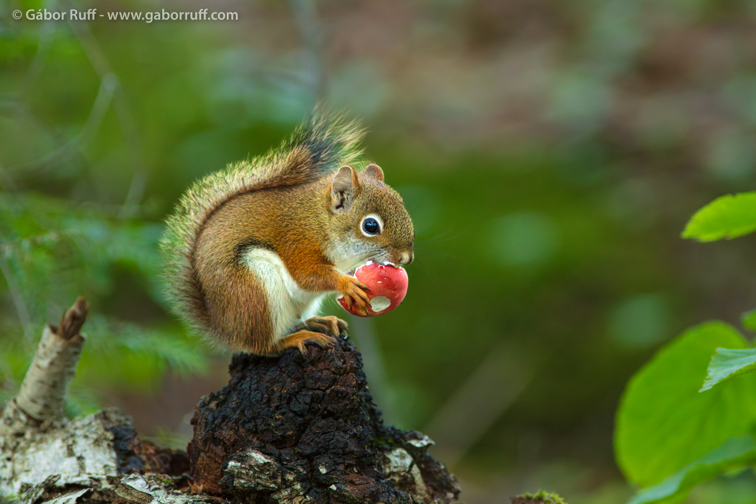 American Red Squirrel