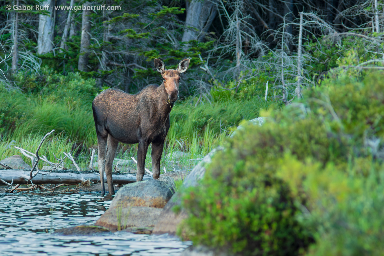 Moose