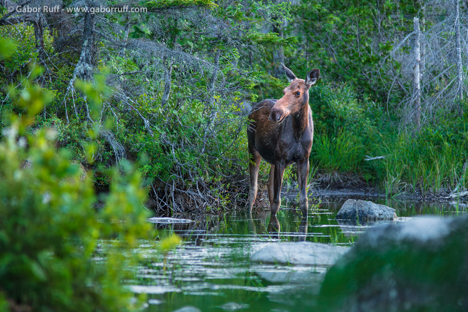 Moose