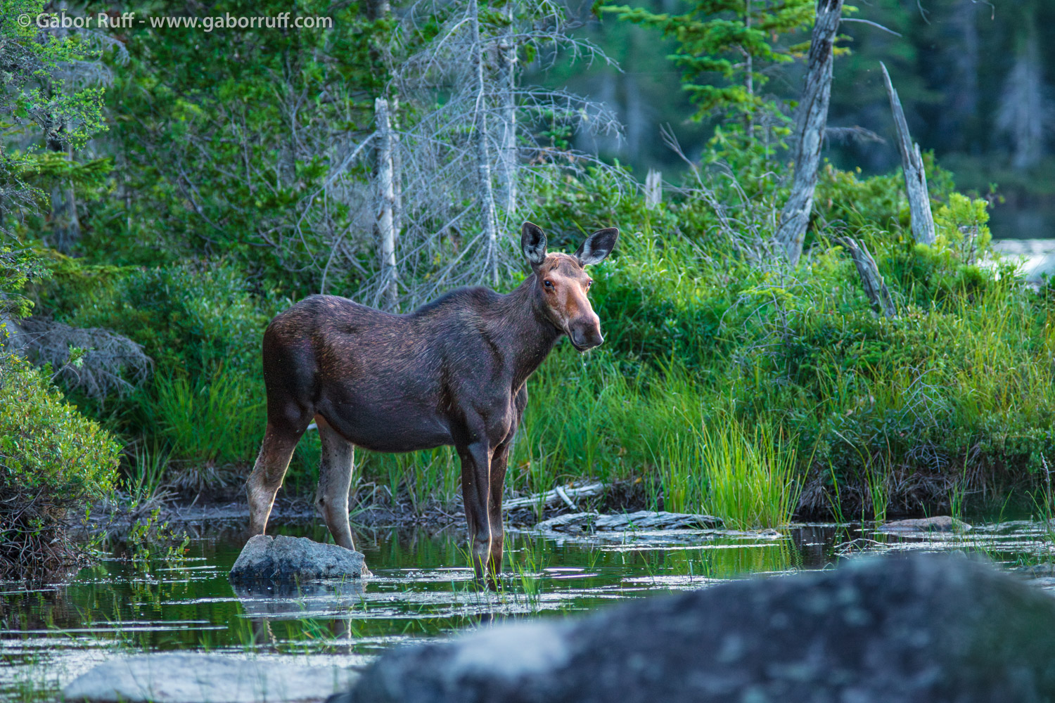 Moose