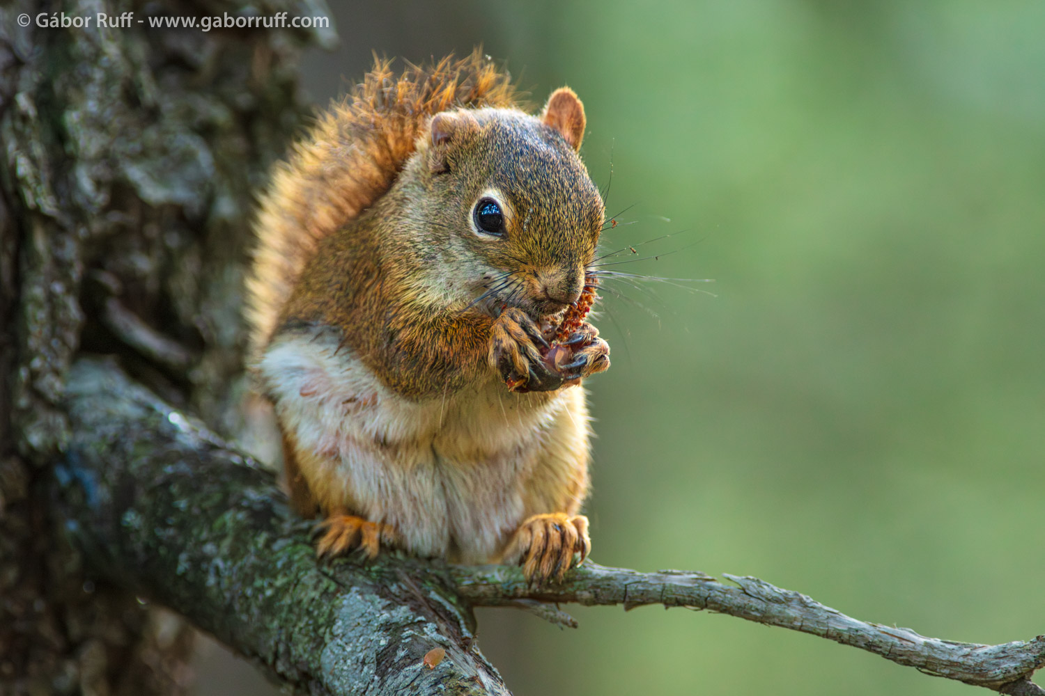 American Red Squirrel