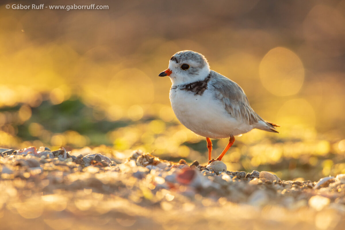 Piping Plover