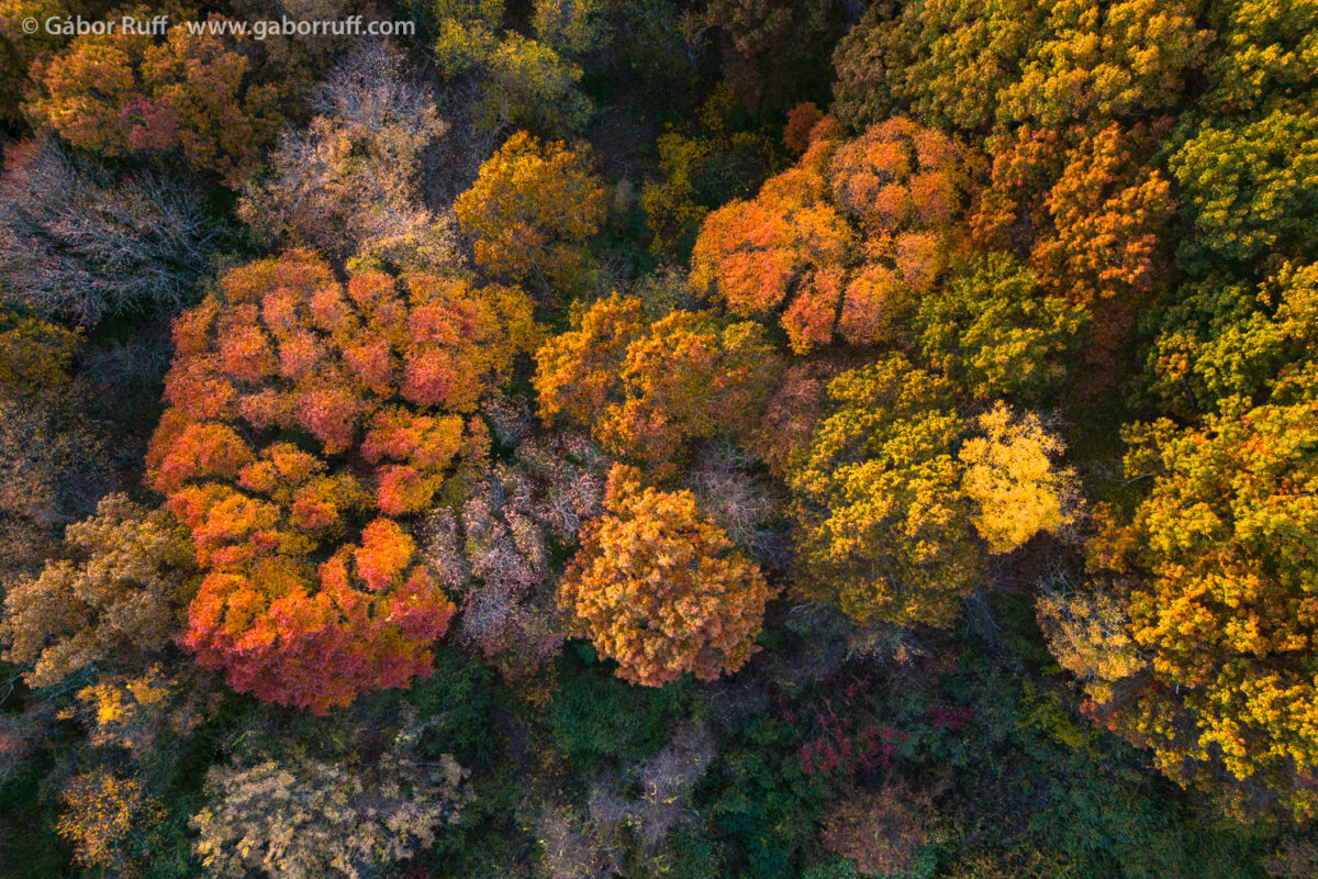 Fall Colors