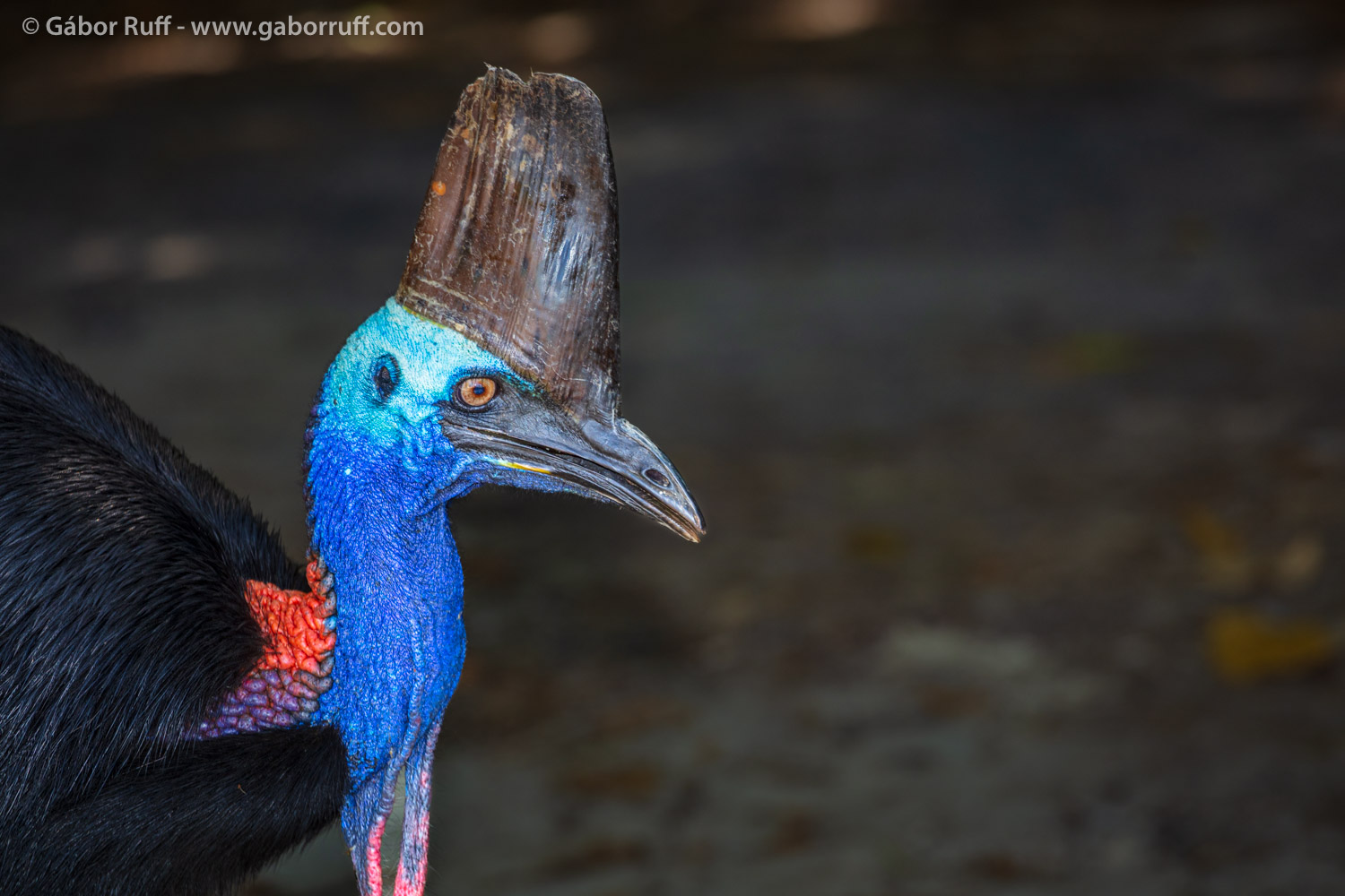 Southern Cassowary