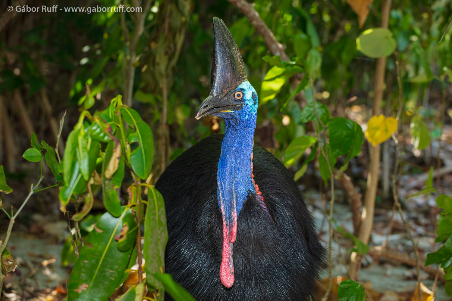 GRF_240930_3589_cassowary.jpg