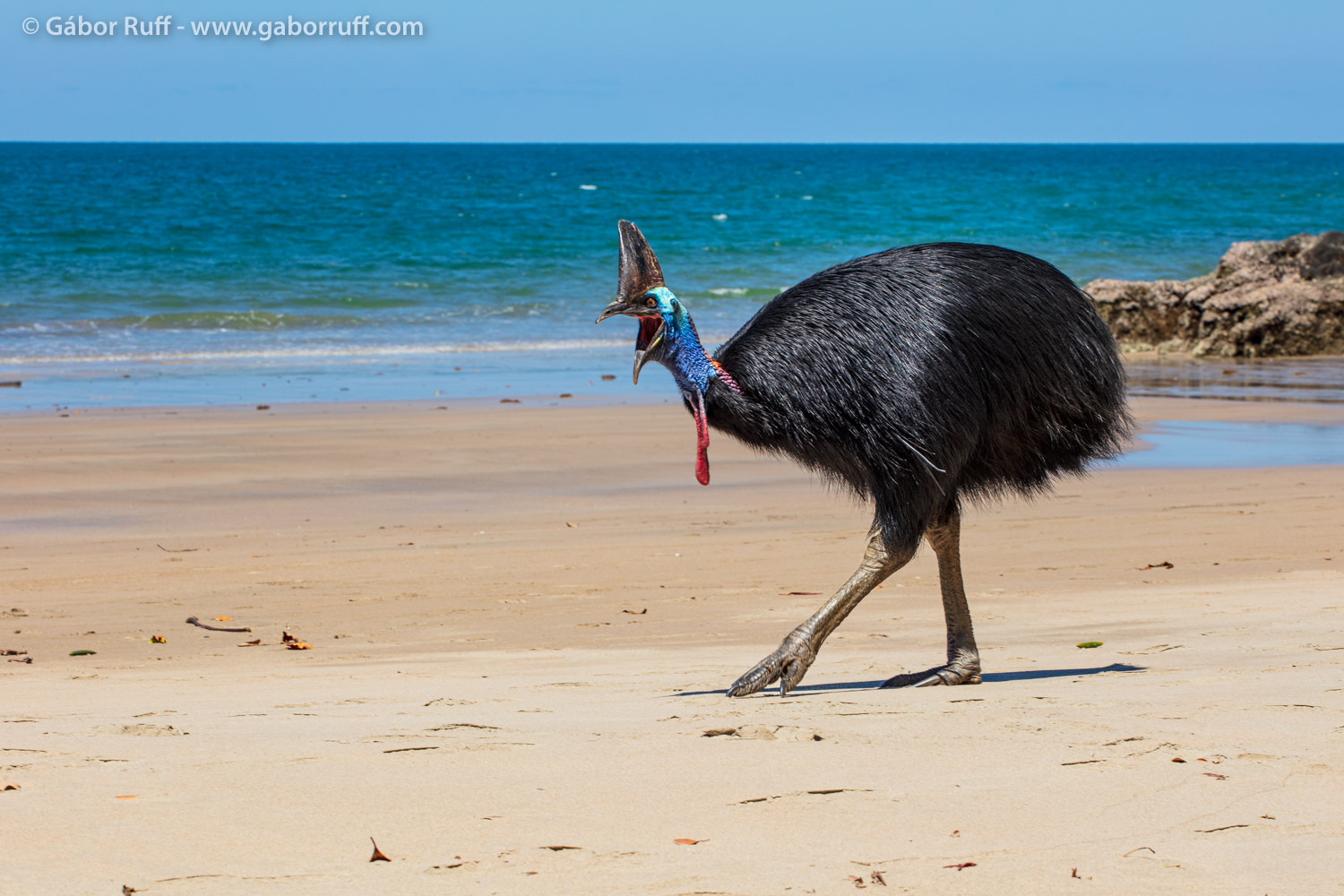 Southern Cassowary