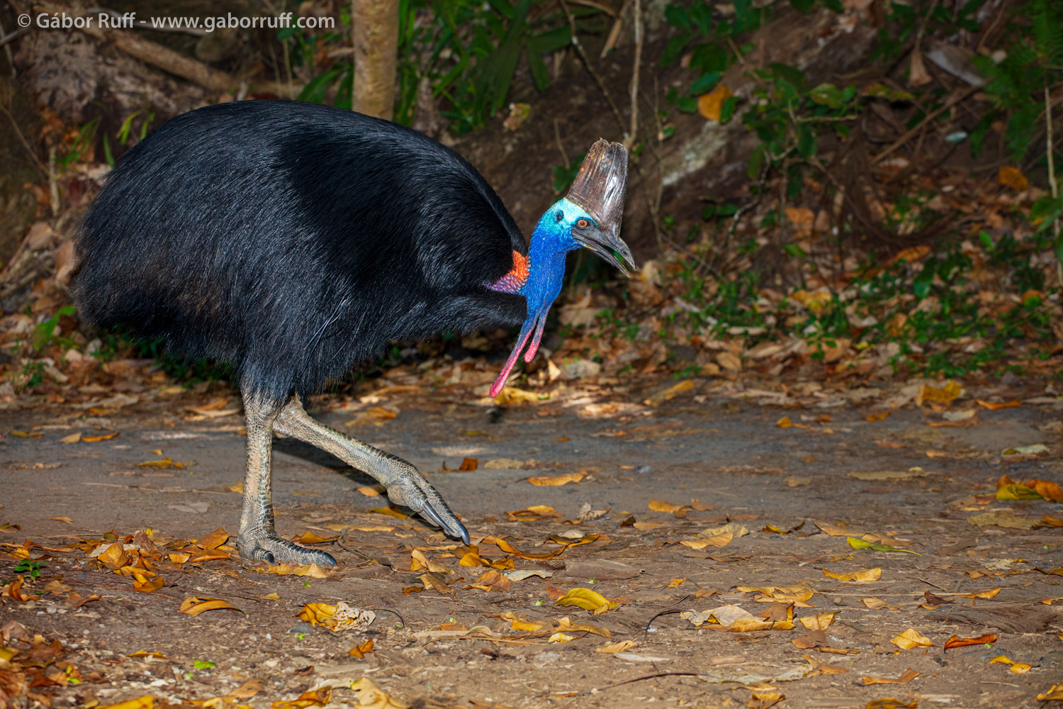 Southern Cassowary