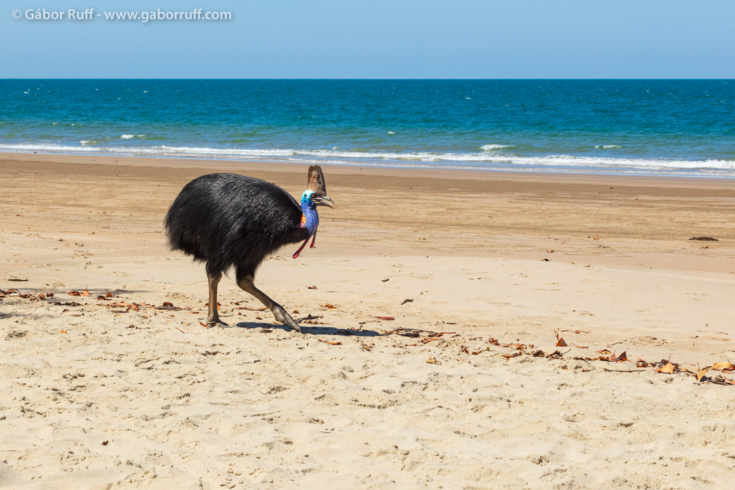 Southern Cassowary