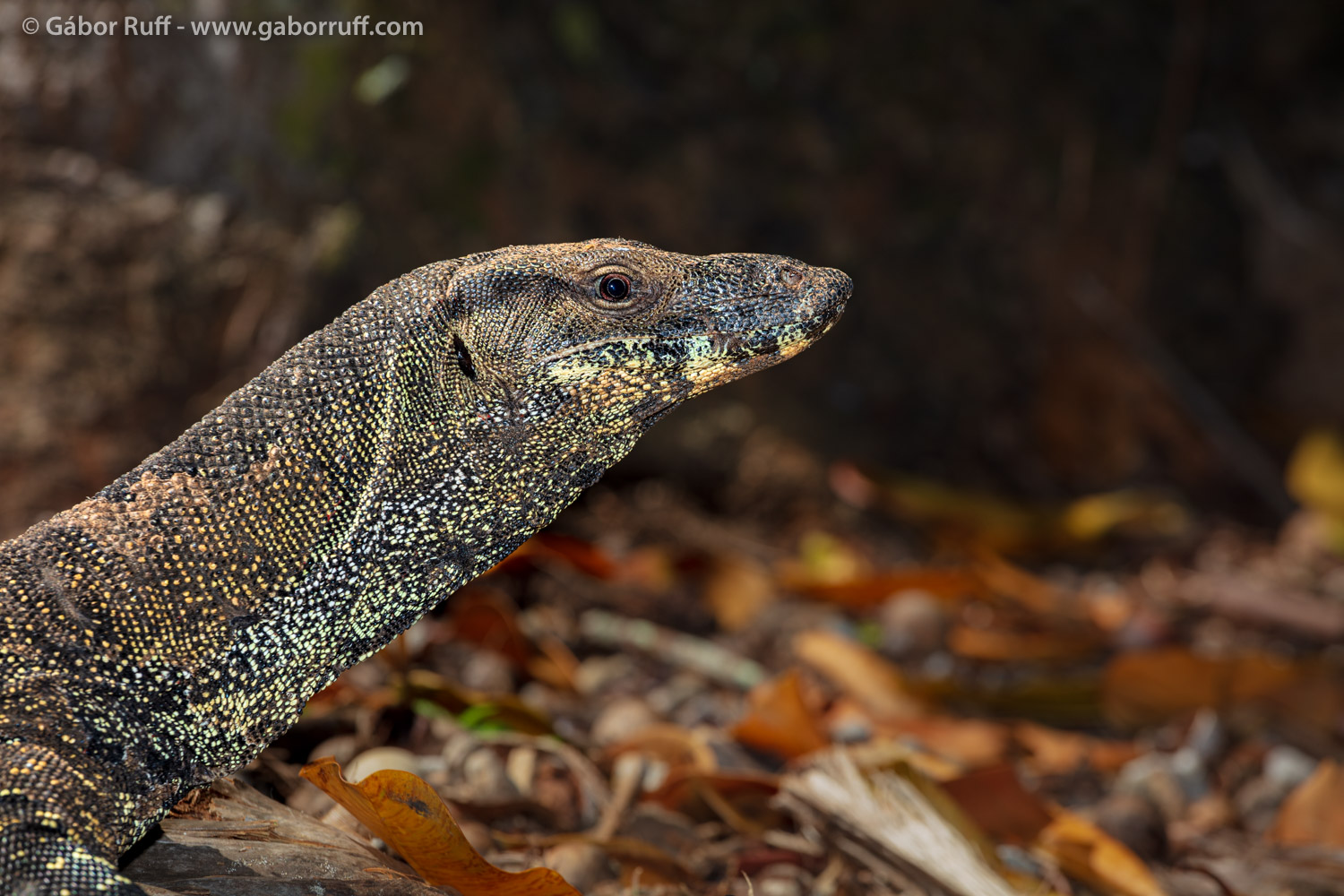 Lace Monitor