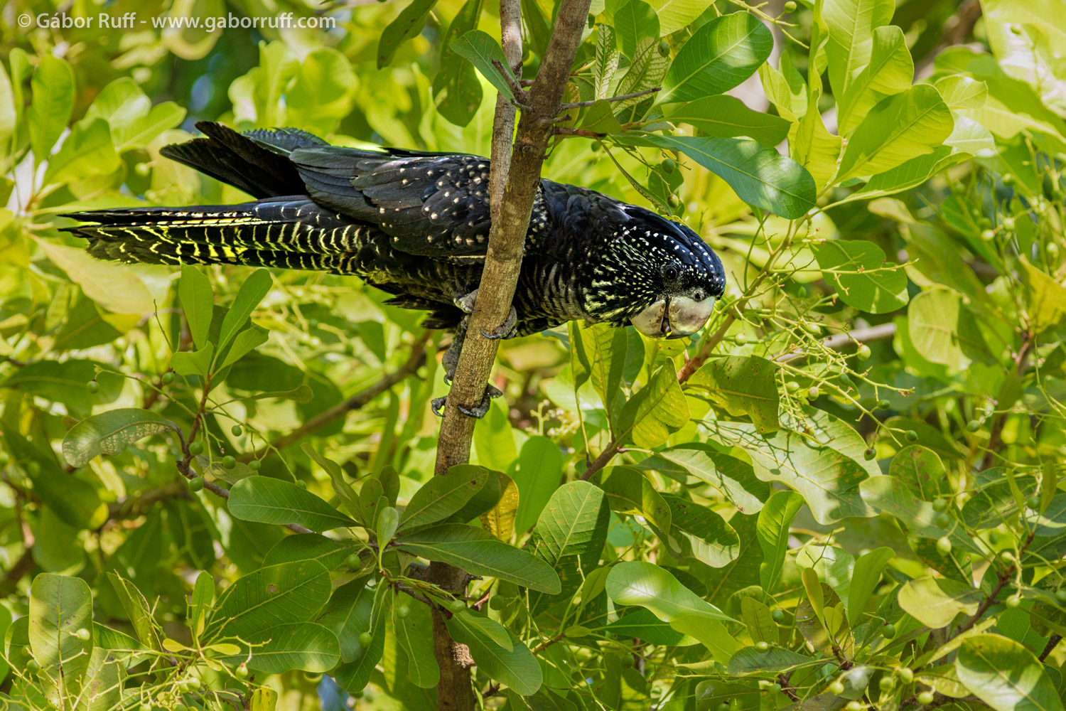 Red-tailed Black Cockatoo