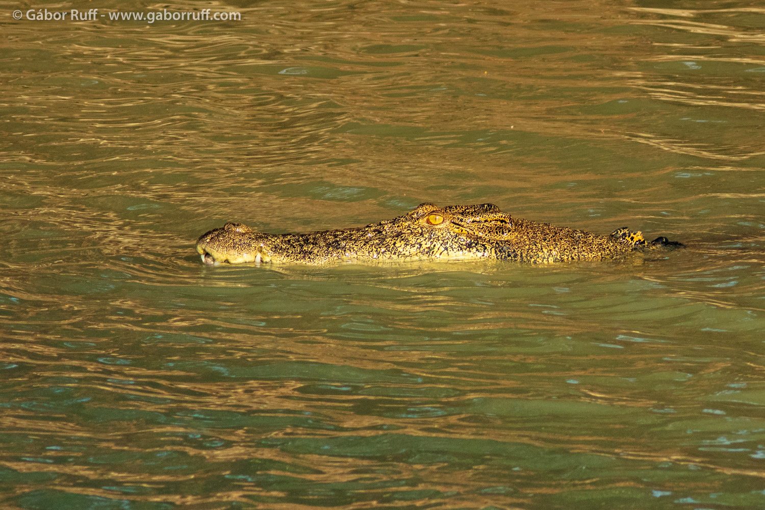 Saltwater Crocodile