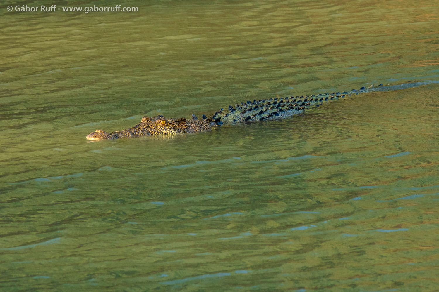 Saltwater Crocodile