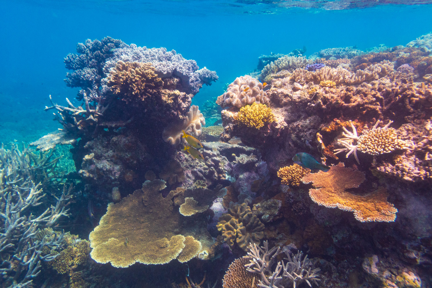 GRO_PA010283_corals-great-barrier-reef.jpg