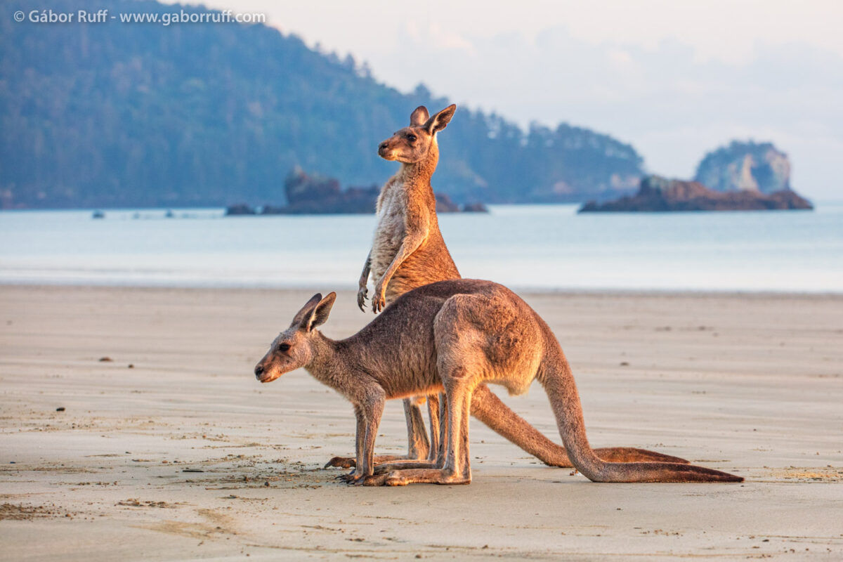 Eastern Grey Kangaroo