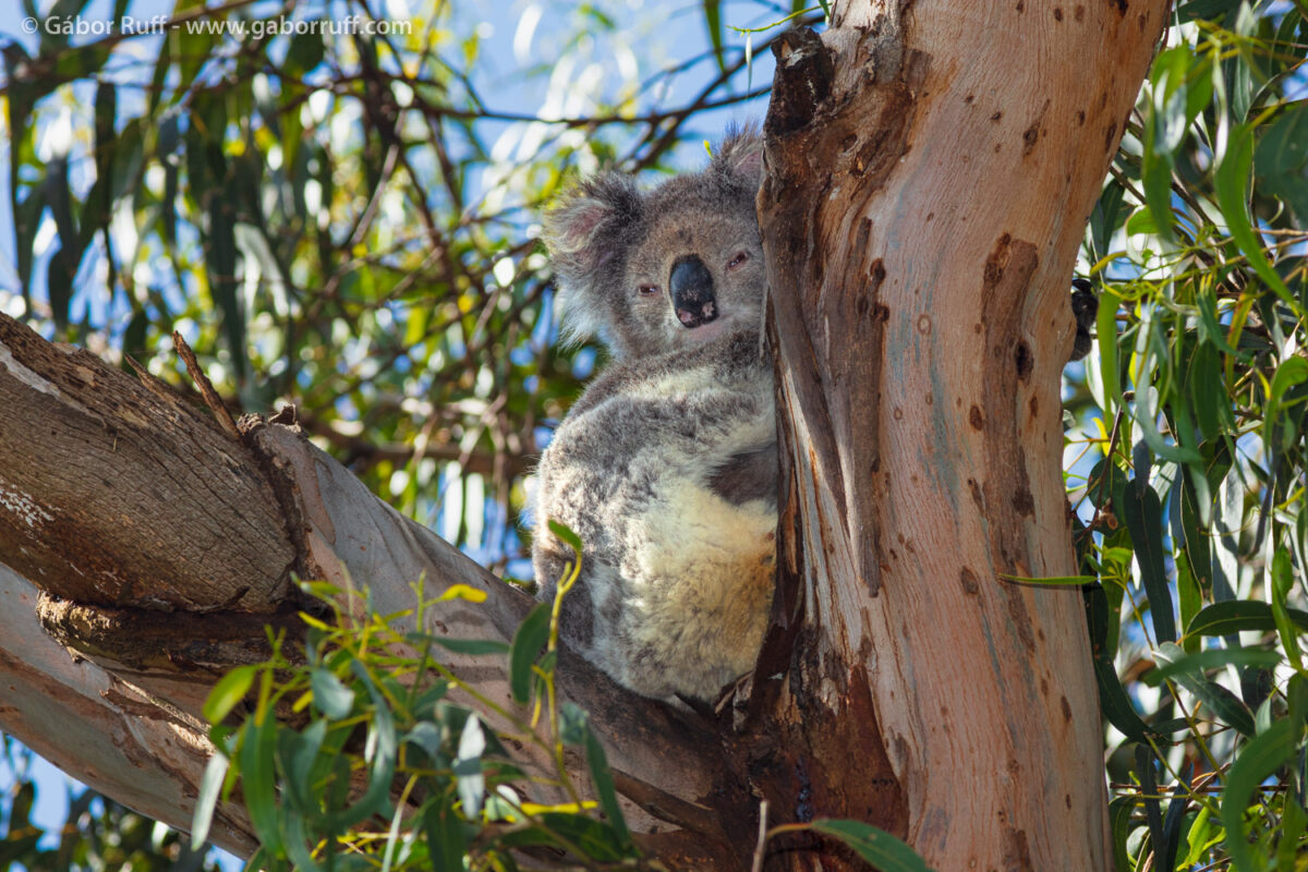 Koala